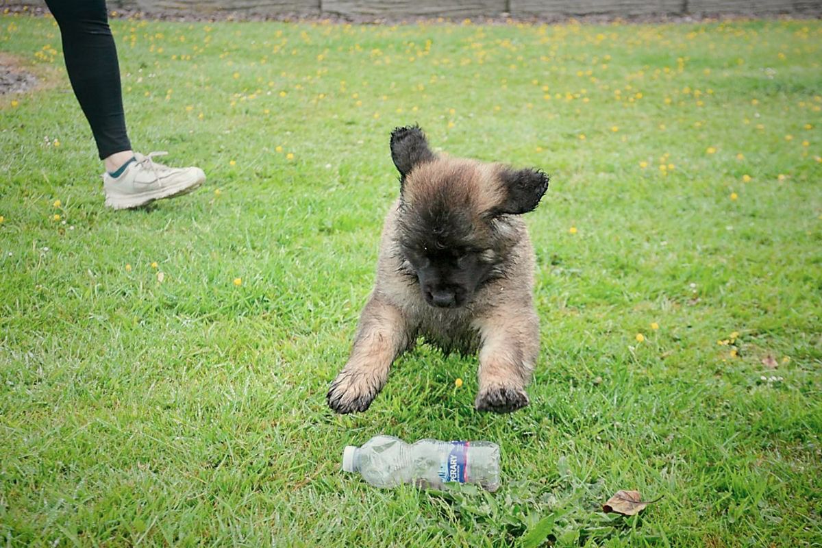 Fluffy puppy playing on green grass near a water bottle. Person's leg and shoe visible in background.