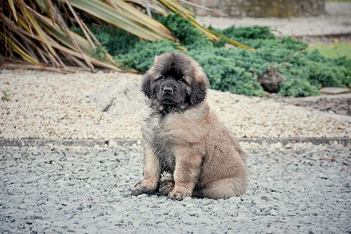 A fluffy, brown Leonberger puppy sits on a gravel path, looking forward, with green foliage in the background.