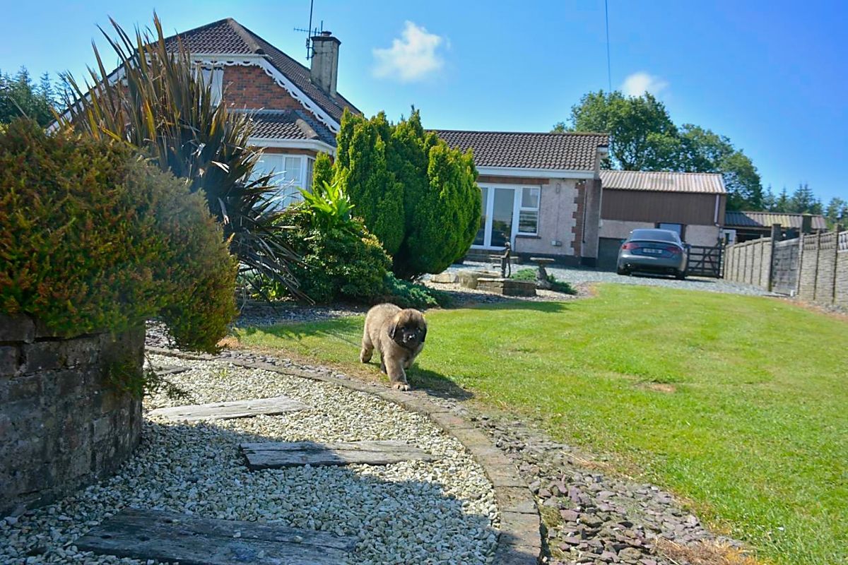 A dog walks on a lawn in front of a house. Sunny day.