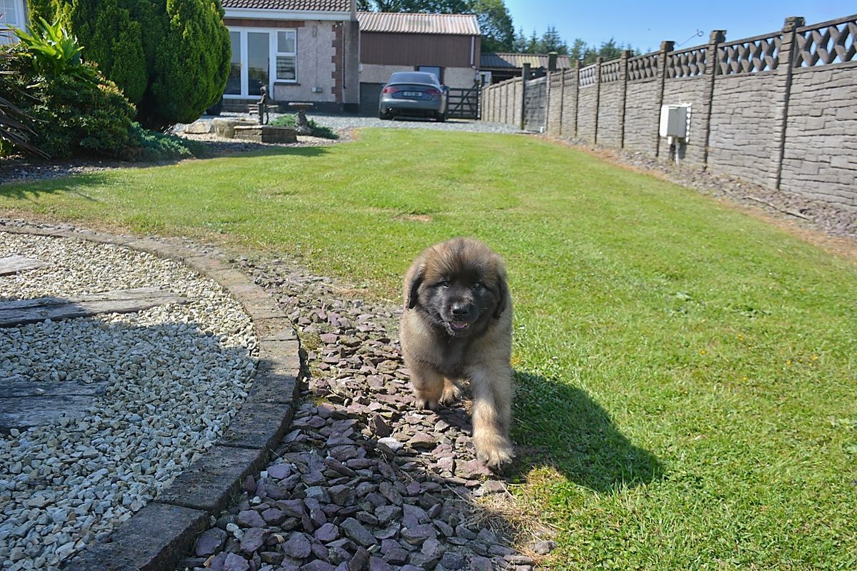 A fluffy brown puppy runs toward the camera on a grassy lawn.