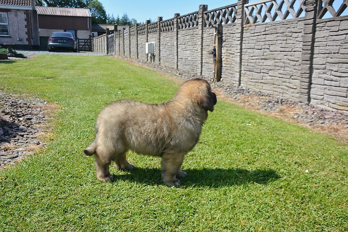 A fluffy, brown puppy stands on green grass near a stone fence on a sunny day.