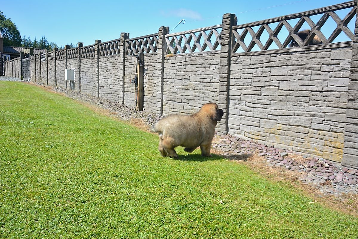 Brown puppy stands on green grass next to a stone fence.