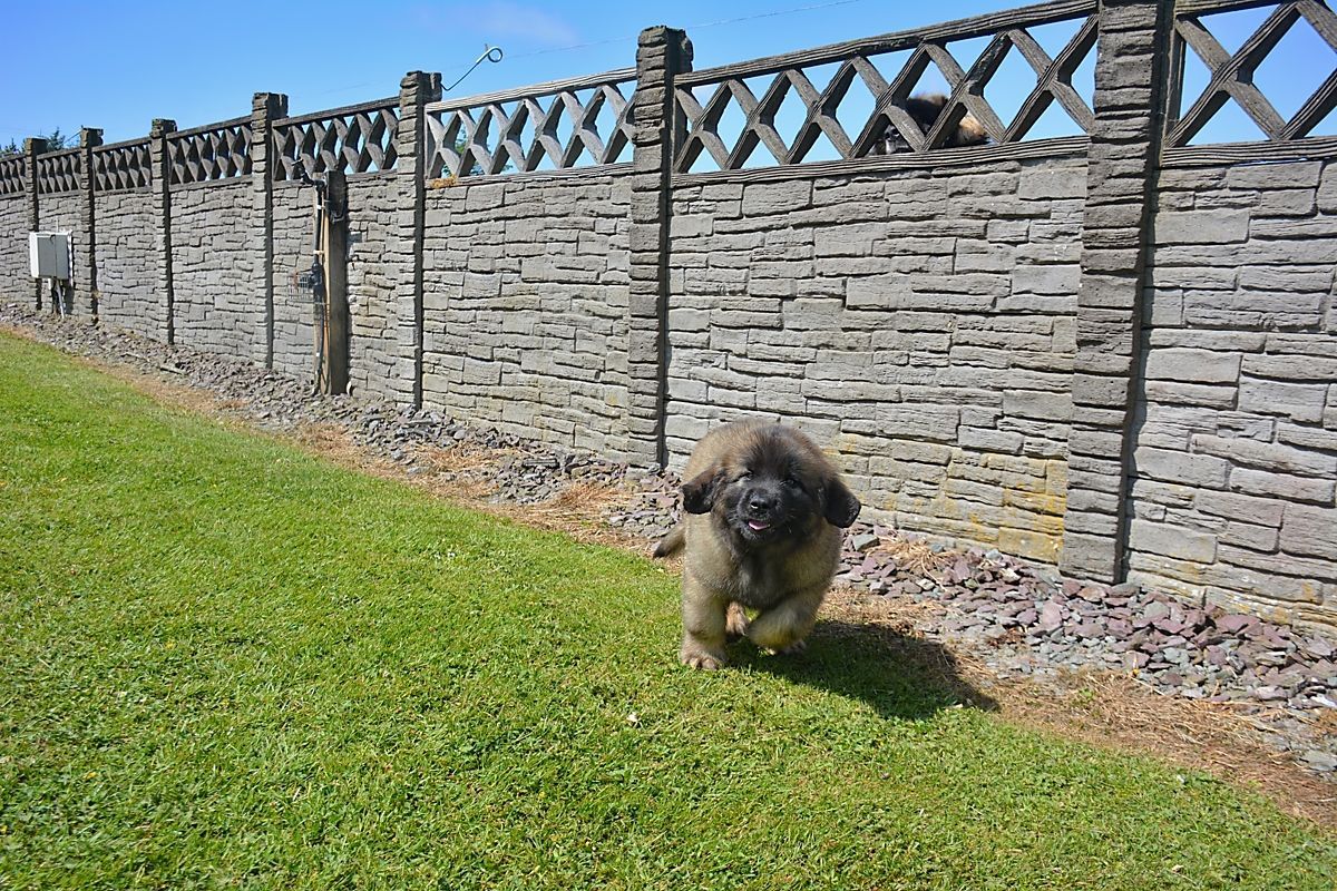 Dog running on green grass next to a gray stone wall and fence on a sunny day.
