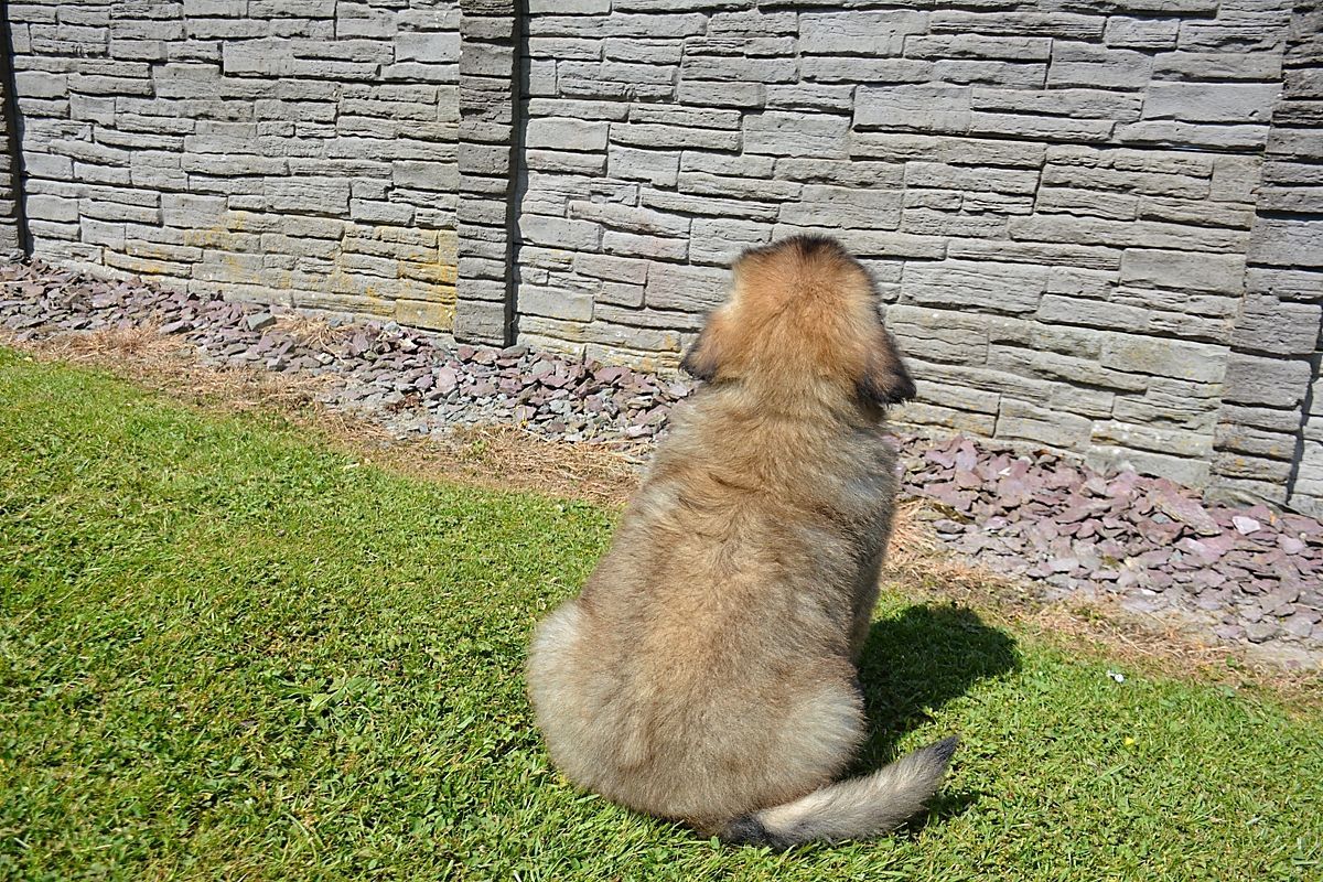 Dog sitting on grass, facing a textured stone wall in sunlight.