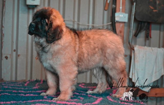 Hillhavenleonbergers Show kennels in Ireland