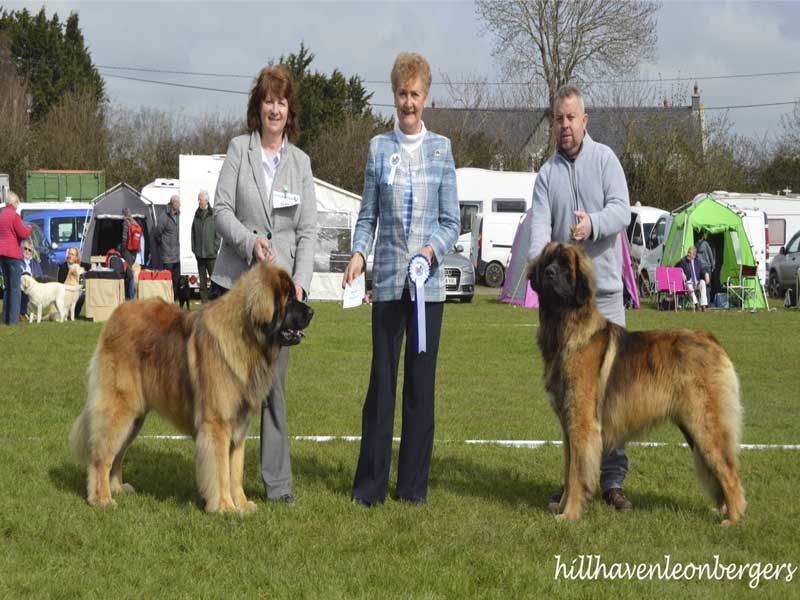 Two Leonberger dogs with handlers at a dog show, judged by a woman with a ribbon.