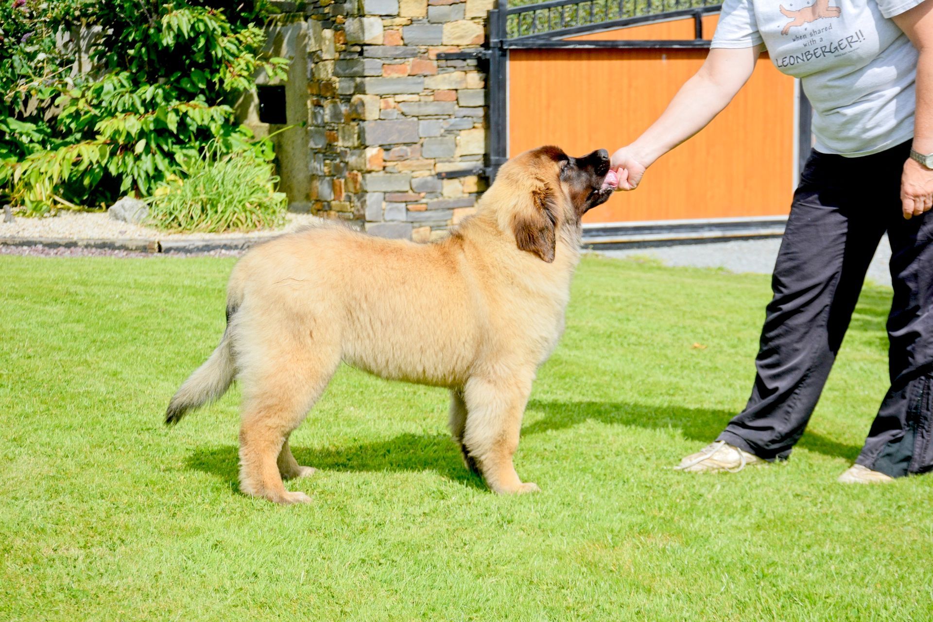 Hillhavenleonbergers leonbergers