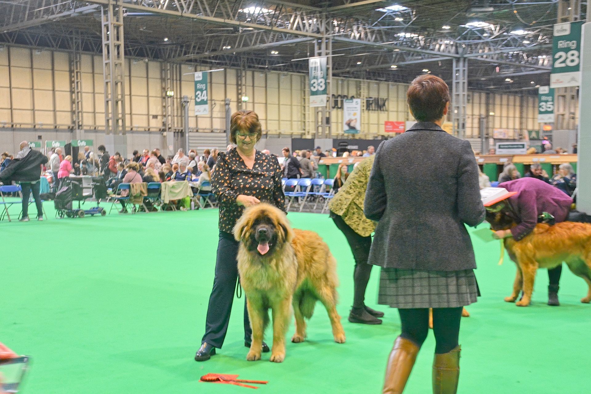 Handlers pose with large, fluffy brown dogs on a green carpet in a large indoor convention center at a dog show.