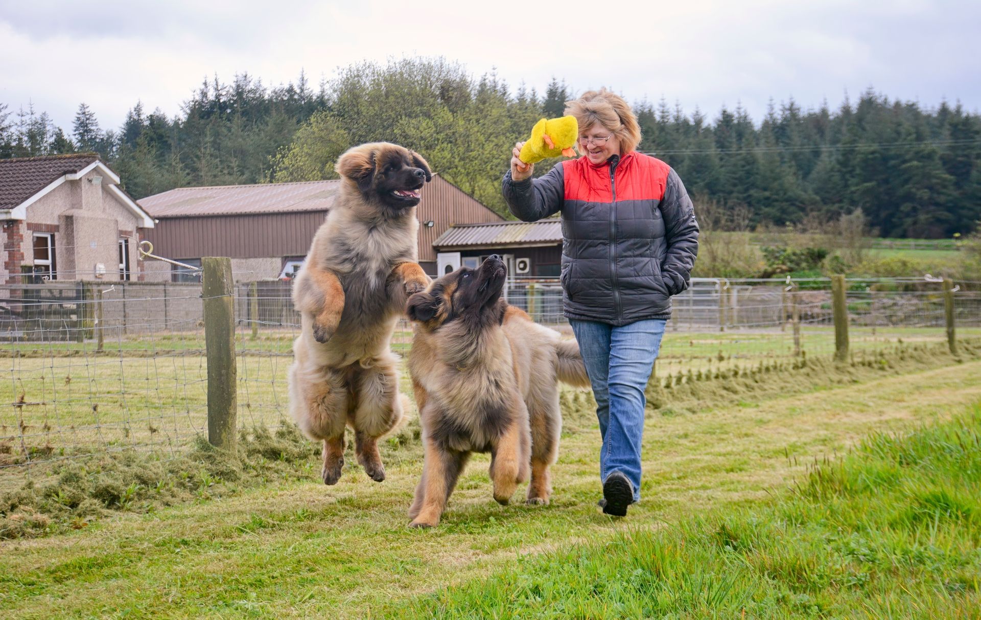 Woman in jacket plays with two large dogs on a grassy field; one dog leaps.