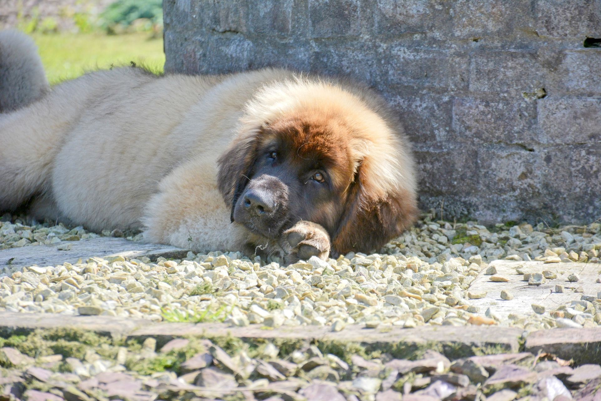 Hillhavenleonbergers leonbergers