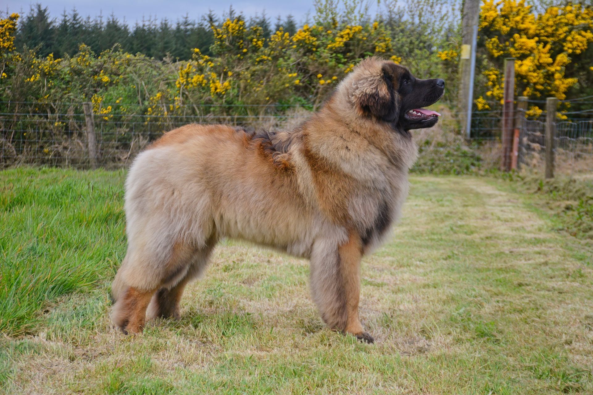 Large, brown, fluffy dog standing in grass, with yellow flowers and trees in the background.