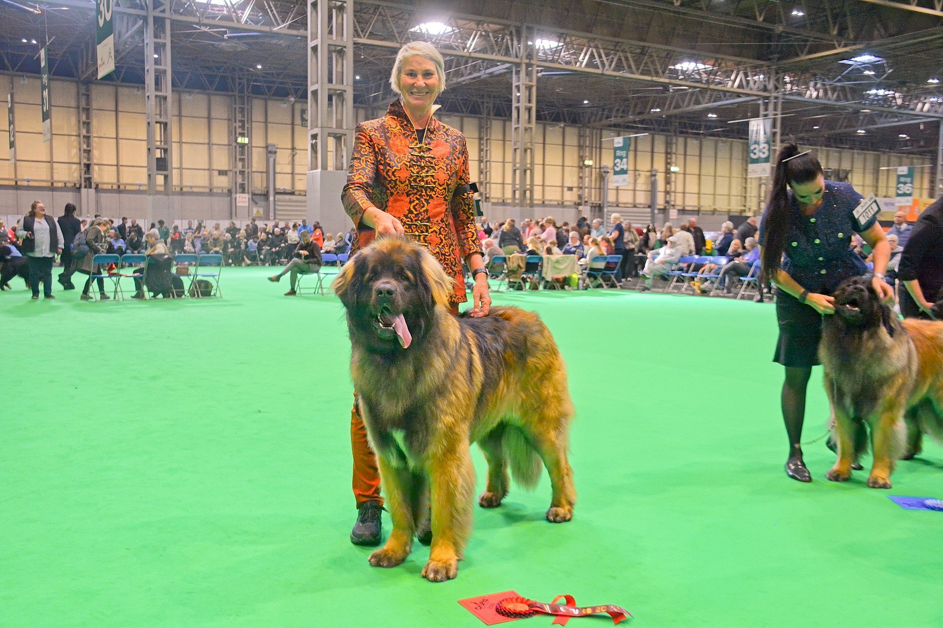 Two handlers with Leonberger dogs stand on a green show ring floor at a large indoor dog competition.