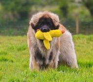 Leonberger stating in a field