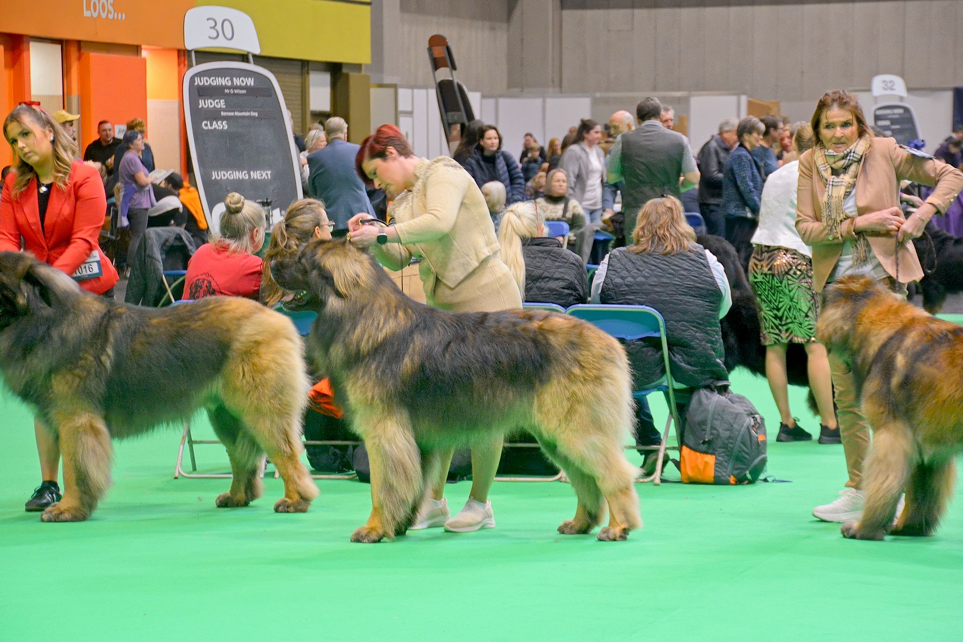 Three fluffy, tan and black dogs stand on a green carpet at an indoor dog show with their handlers.