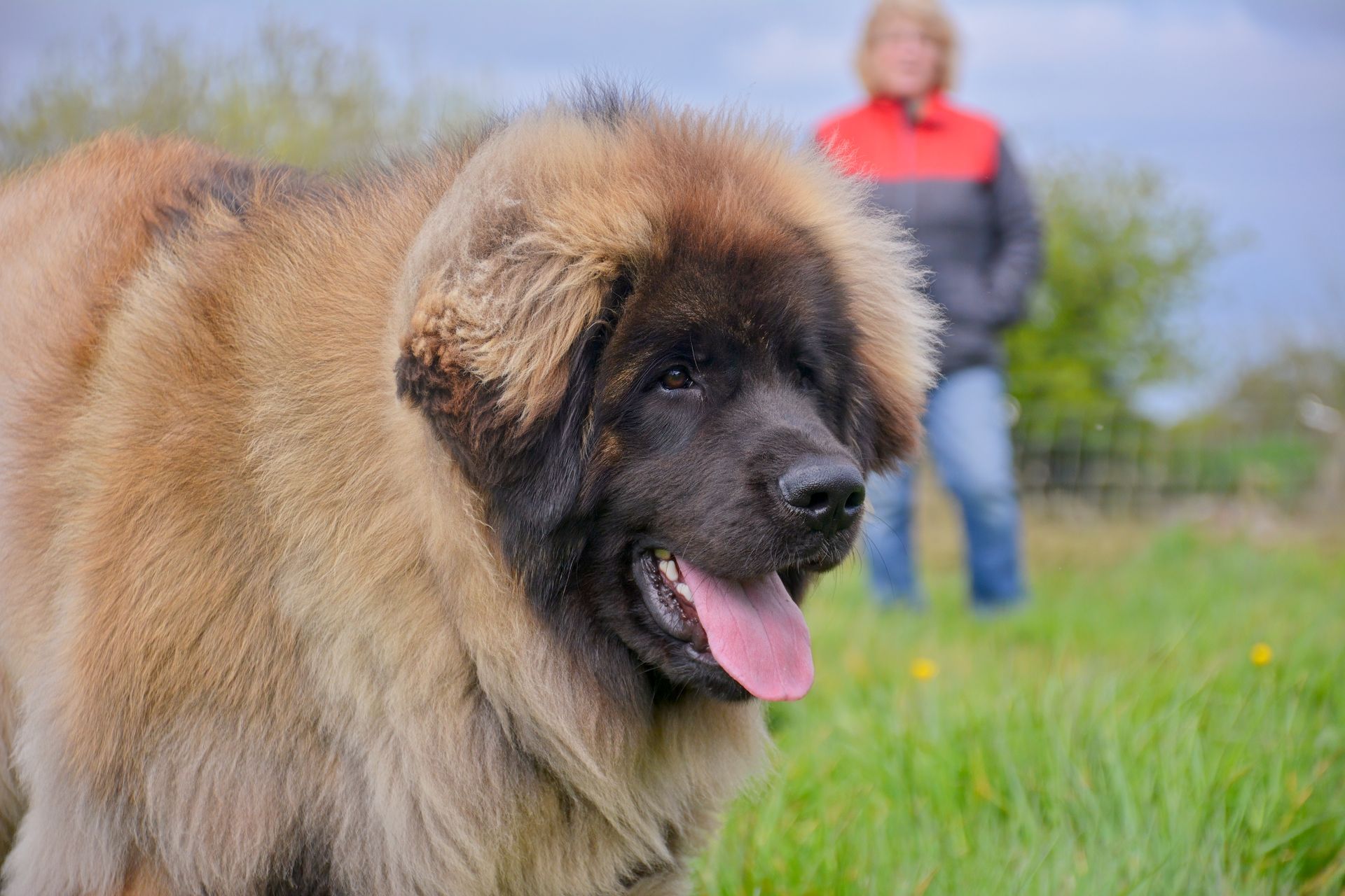 Large brown and black Leonberger dog with pink tongue panting, person in background.
