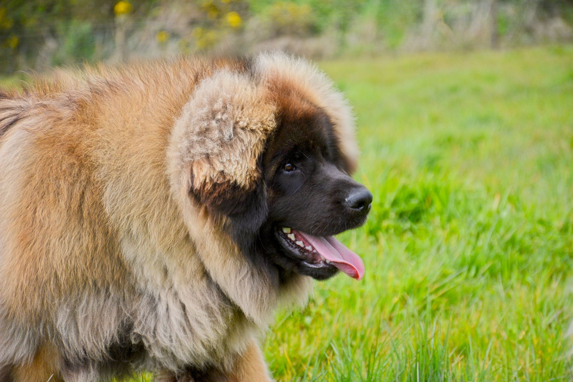 Leonberger dog with brown and black fur walking in a grassy field.