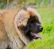 Leonberger is standing in the grass with its tongue hanging out.