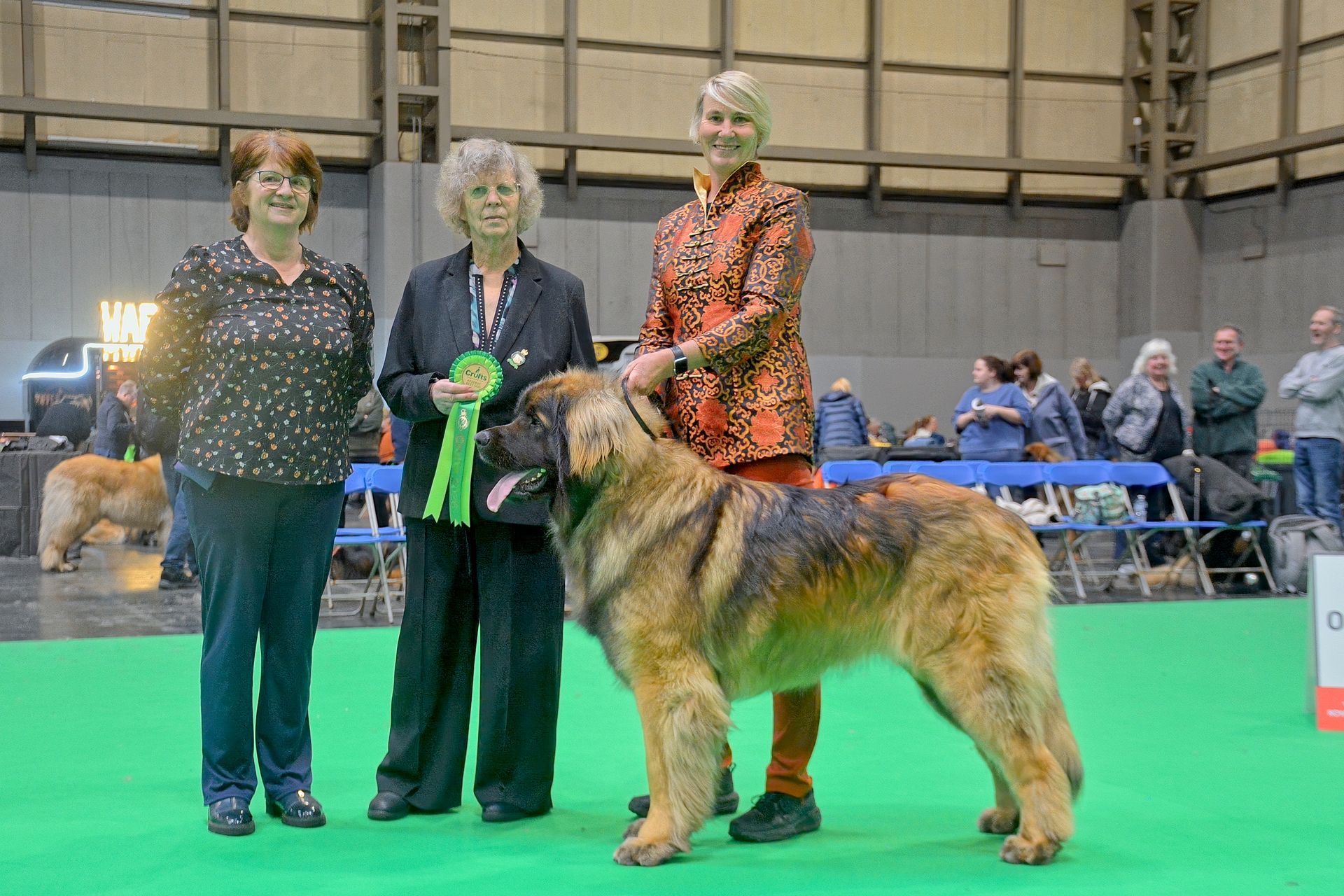 Three people stand with a large Leonberger dog on a green floor in an indoor dog show ring.