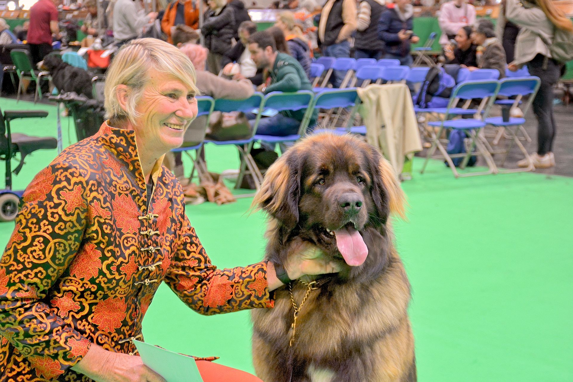 A person in a patterned orange jacket kneeling beside a large, fluffy, brown dog with its tongue out at a dog show.