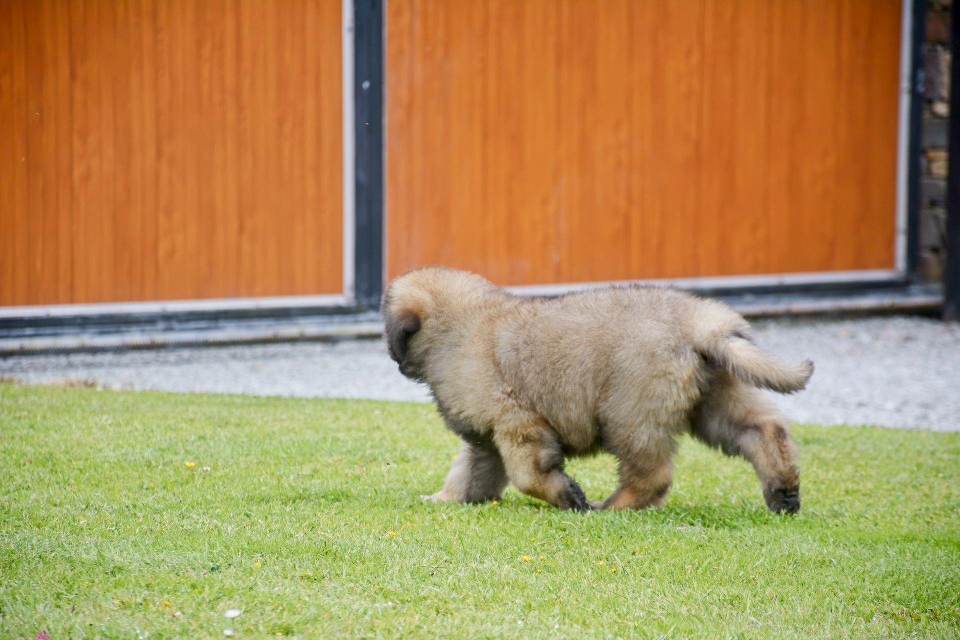 Fluffy, tan puppy walking on green grass in front of a wooden fence.