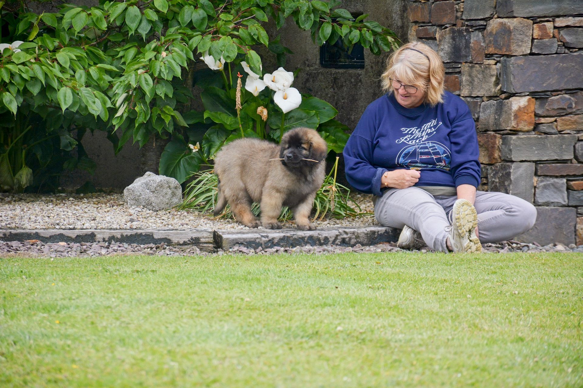 Woman kneeling on grass, looking at a fluffy brown puppy on a border of plants and stones in a garden.