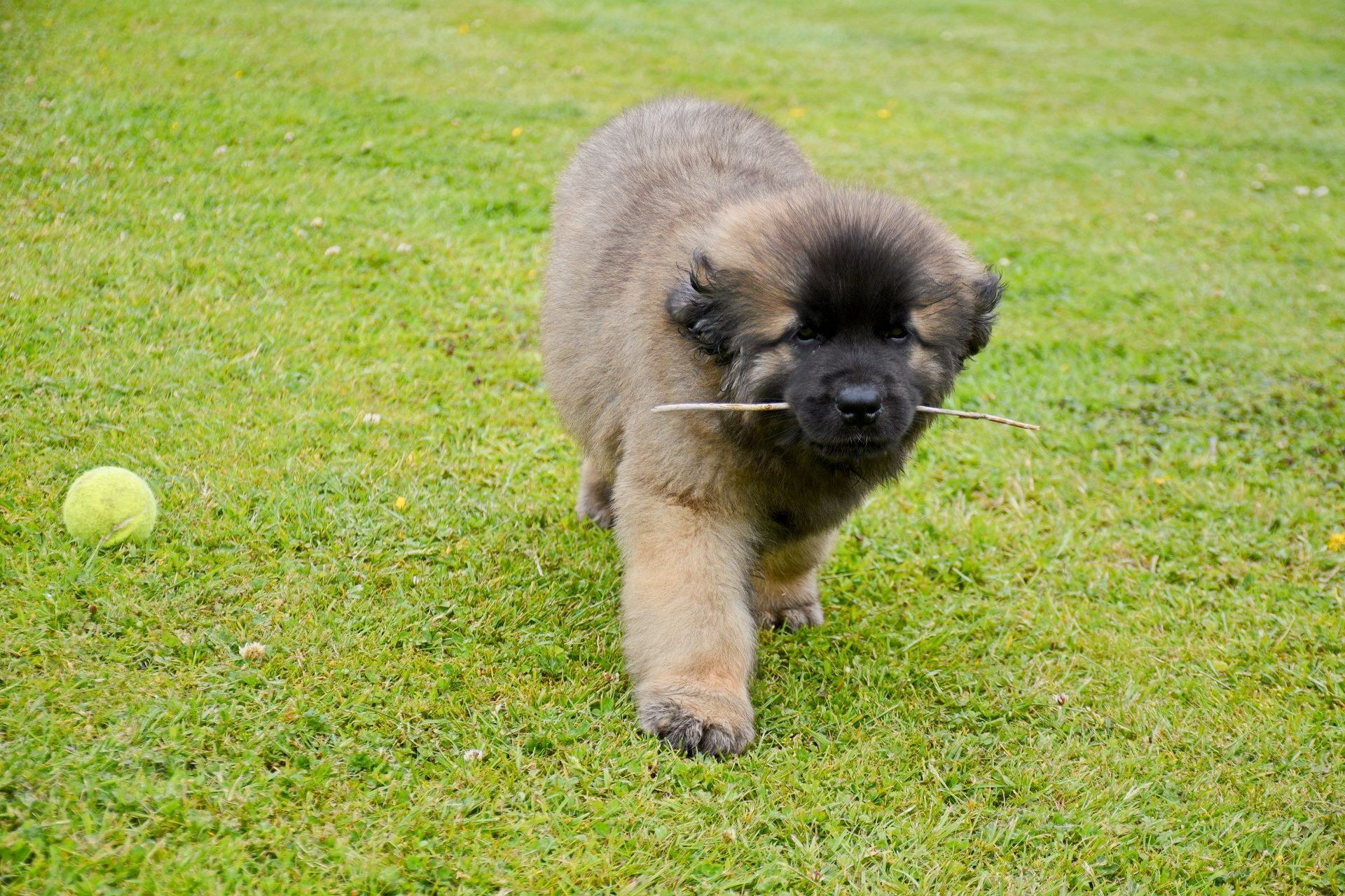 Puppy with brown fur, holding a stick, walking on green grass; a tennis ball sits nearby.