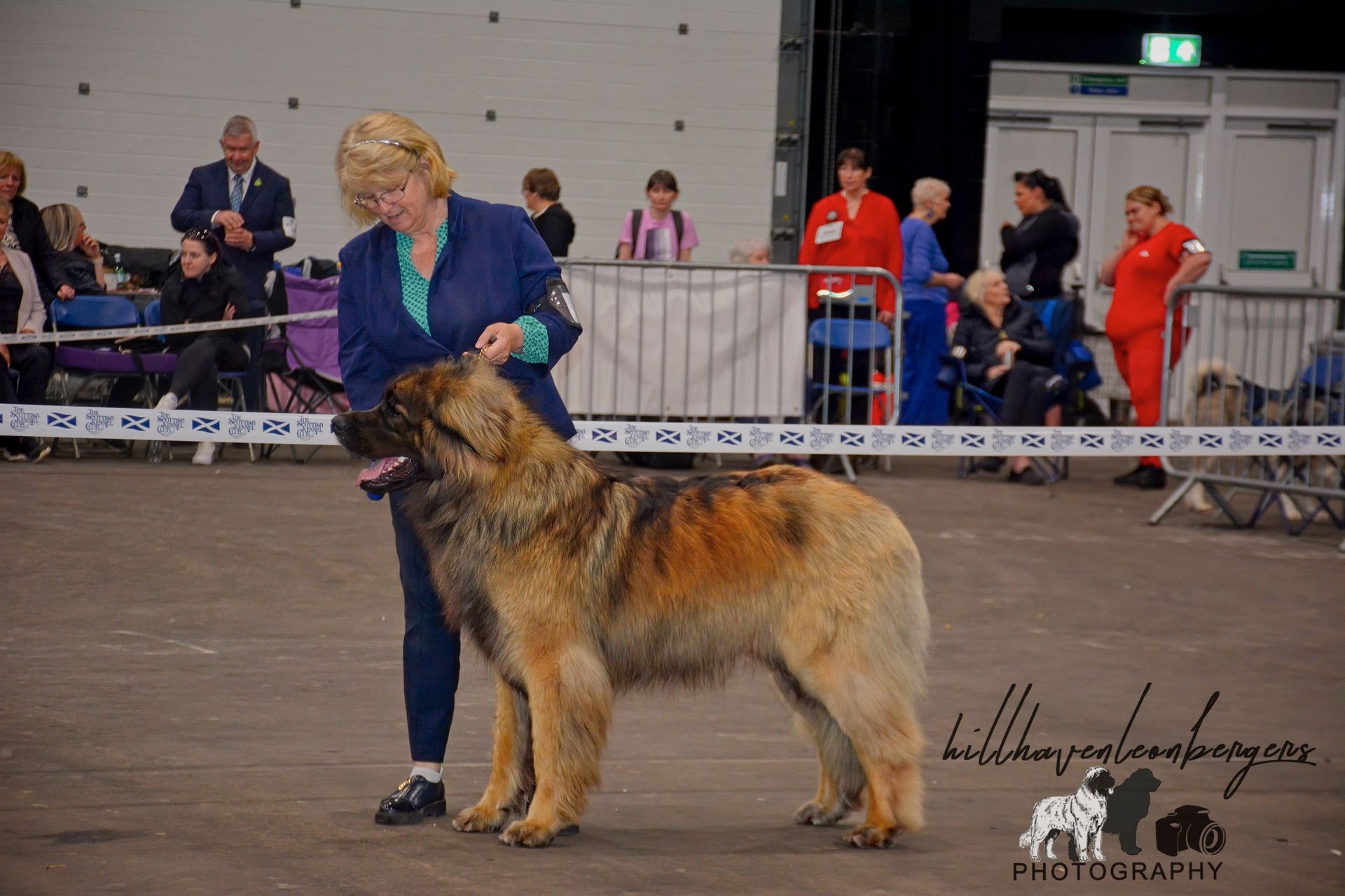 A woman is standing next to a large dog at a dog show