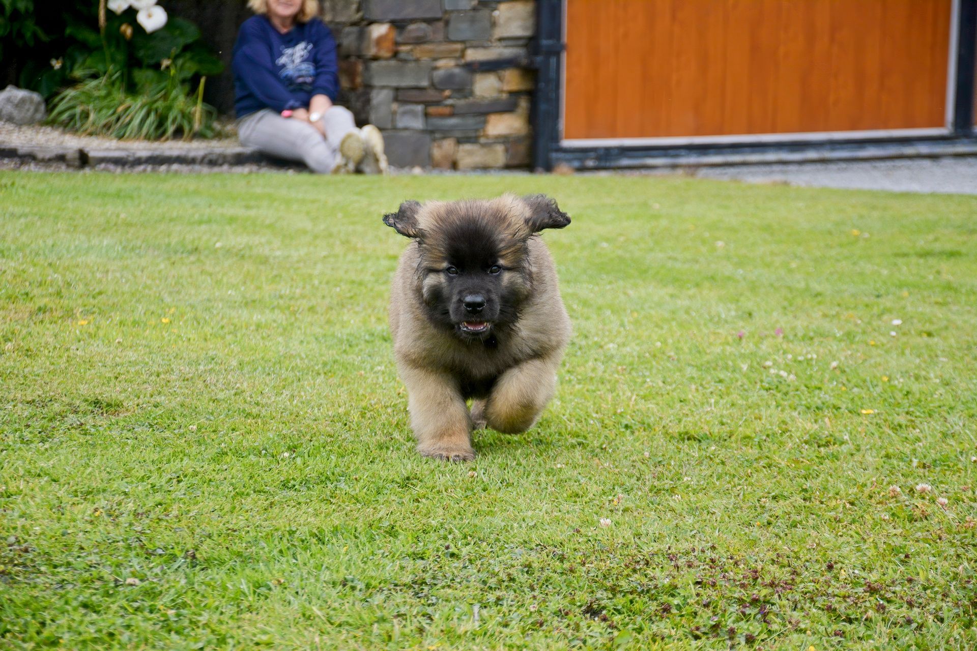 Fluffy brown puppy running on green grass toward the camera, person sitting in the background.