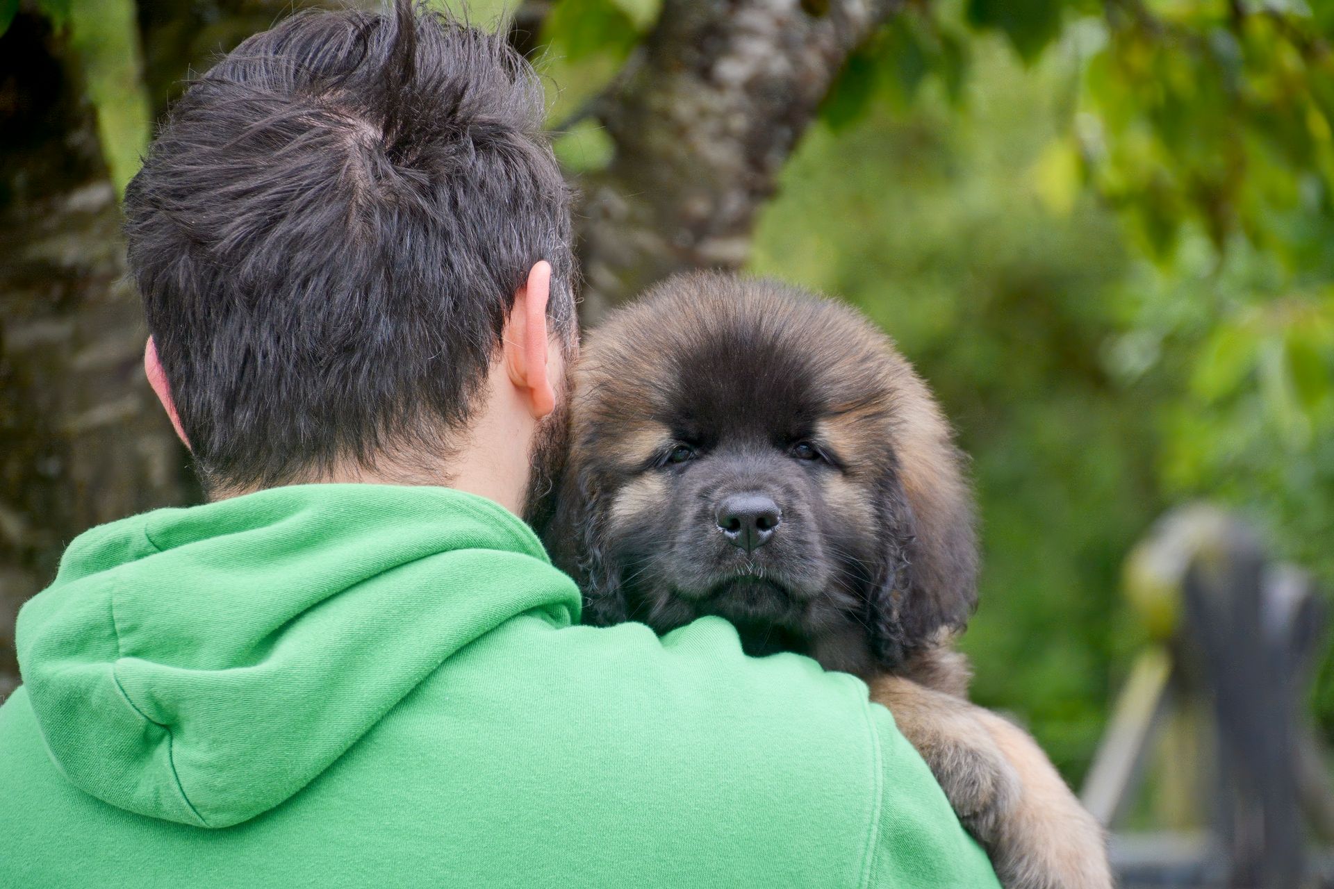 Man holding a fluffy brown puppy on his shoulder outdoors; green hoodie, blurred foliage background.