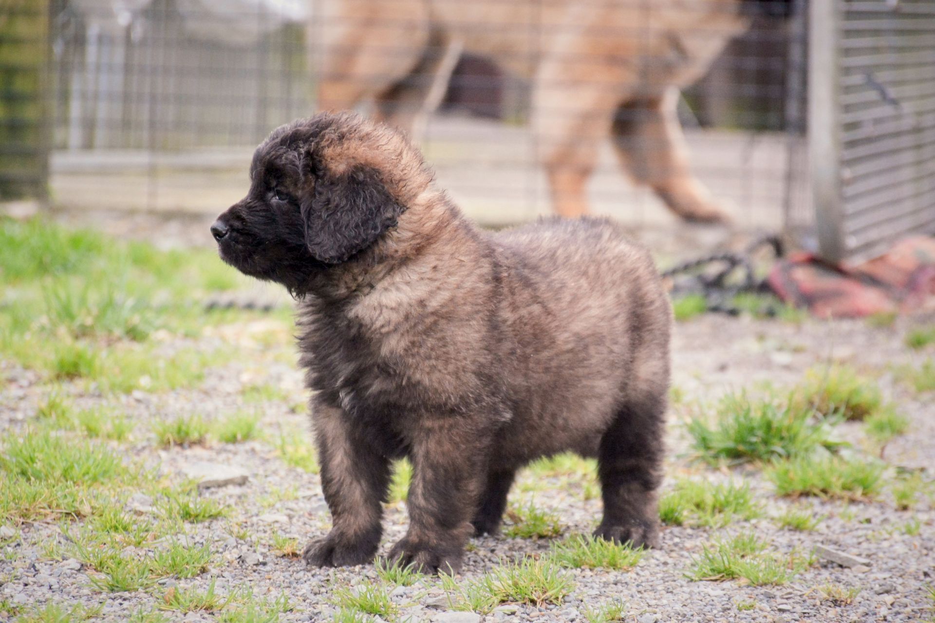 Fluffy brown Leonberger puppy standing in a grassy area with a larger dog visible behind a fence.