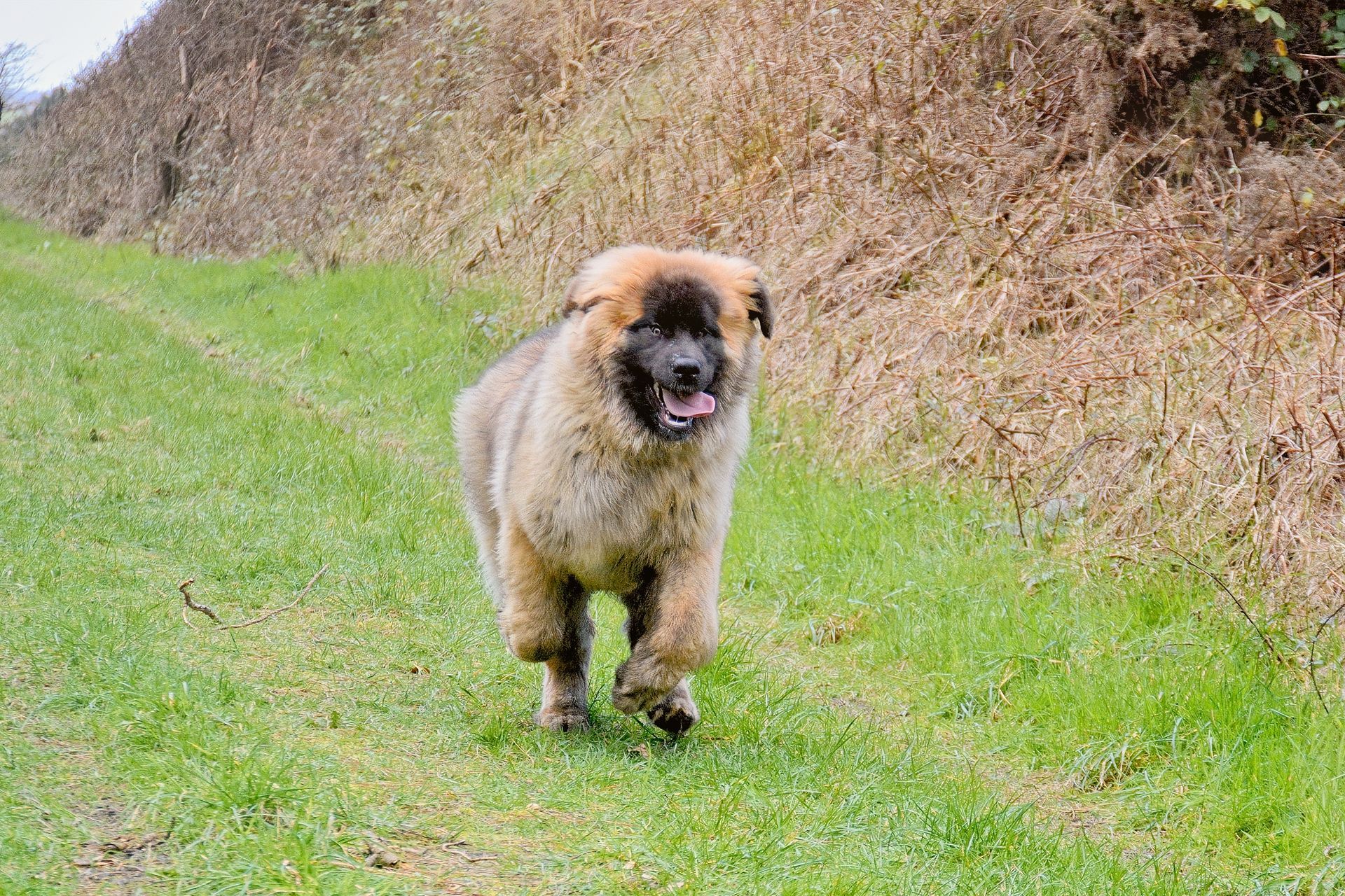 A fluffy, tan-colored dog with a dark muzzle runs toward the camera through a grassy field next to an earthen bank.