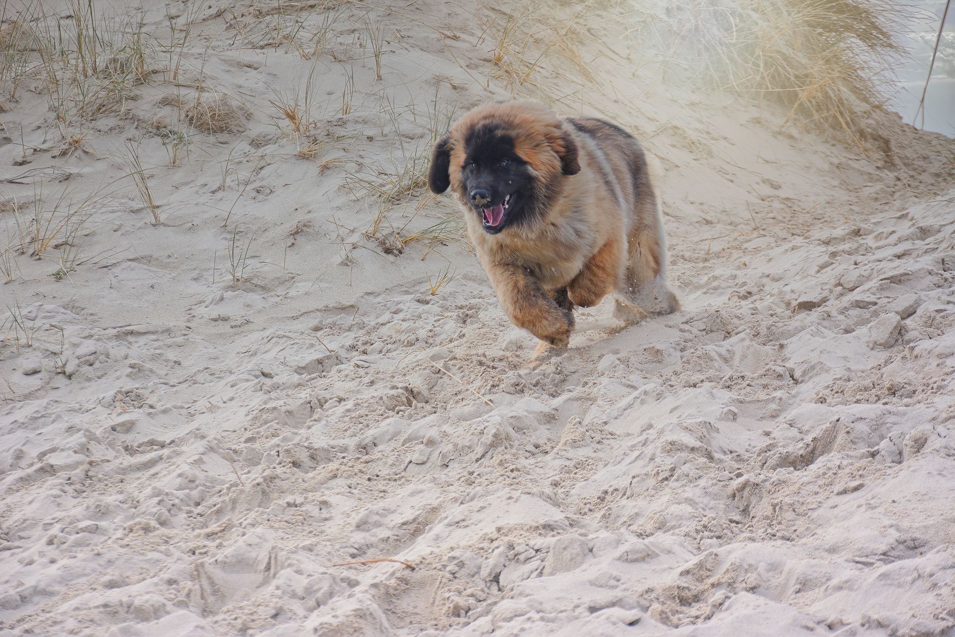 A fluffy, tan-colored dog with a dark muzzle runs toward the camera across a sandy beach.
