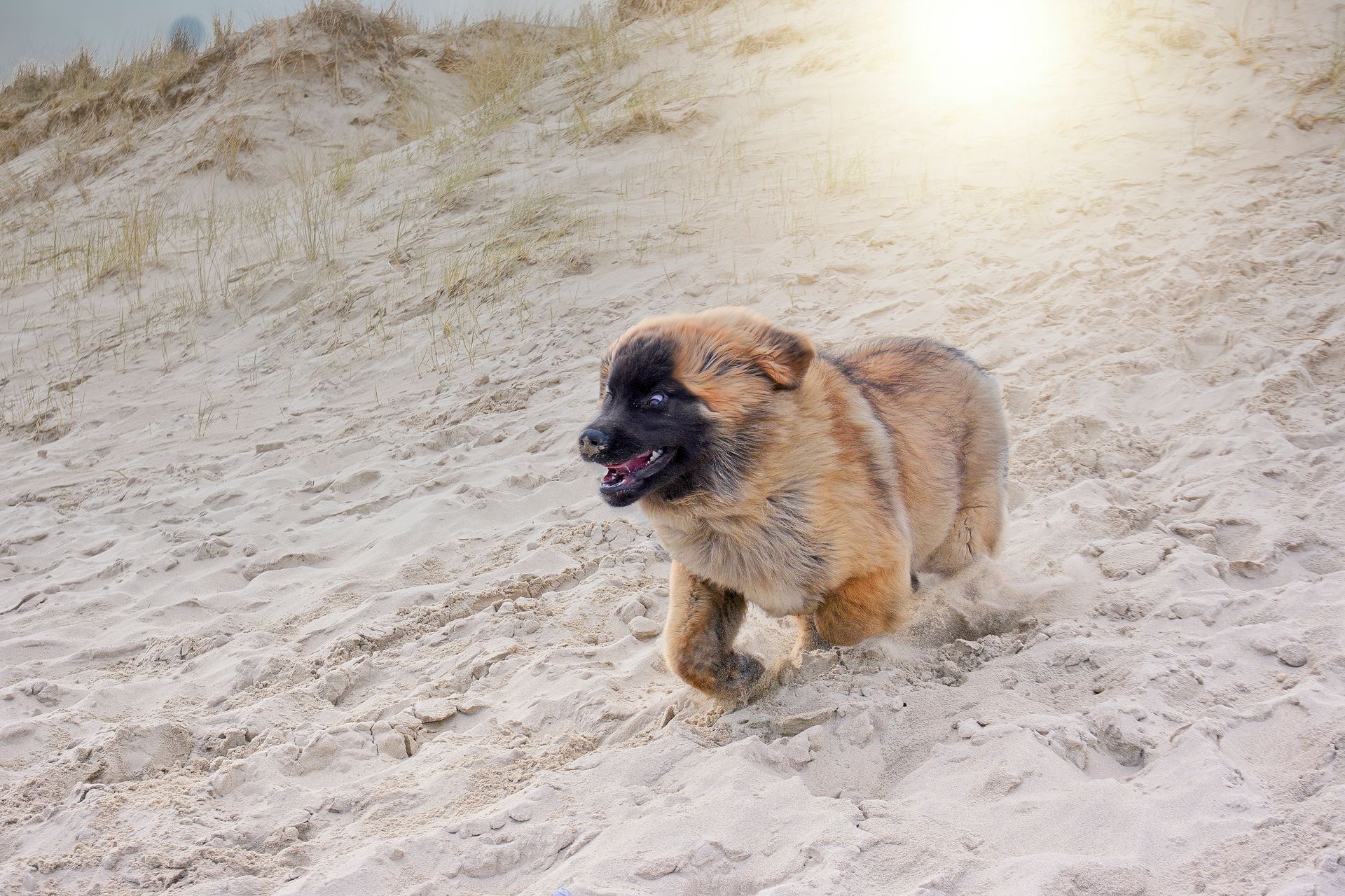 A fluffy tan and black dog runs across a sandy beach, mouth slightly open.