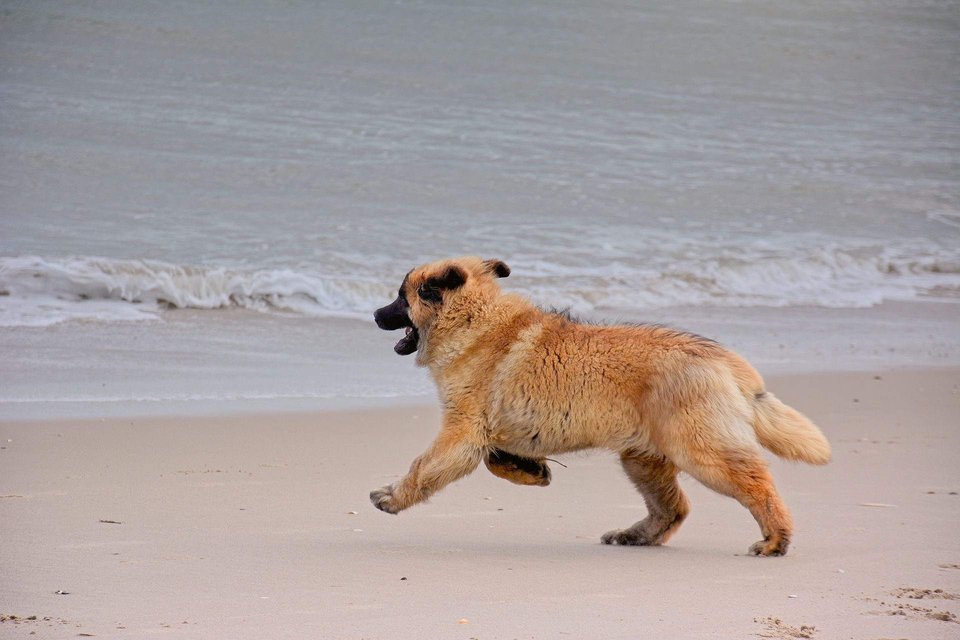 A fluffy golden dog runs energetically along a sandy beach near the water's edge.