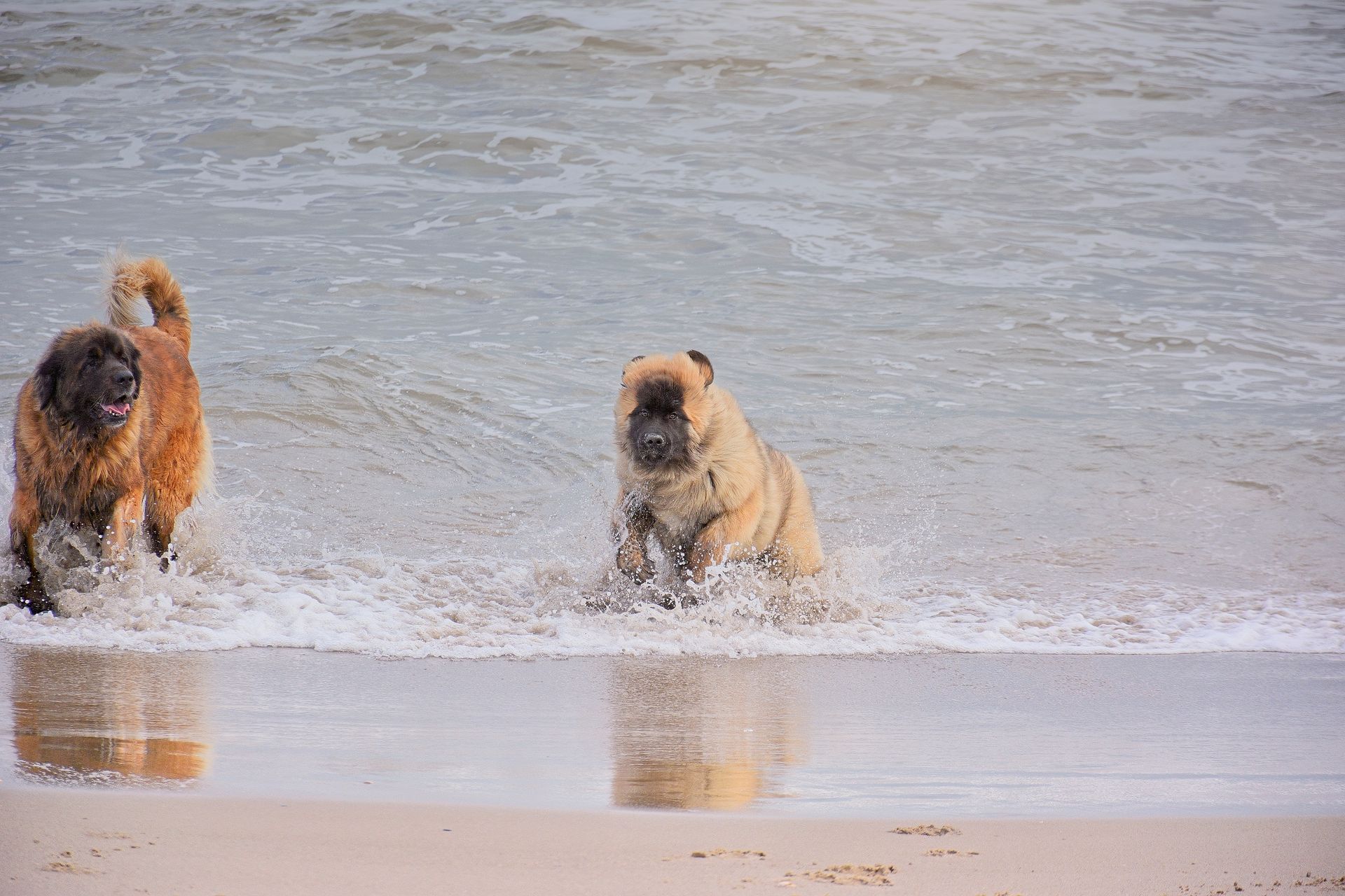 Two dogs, one dark and one light-colored, run through shallow ocean waves on a sandy beach.