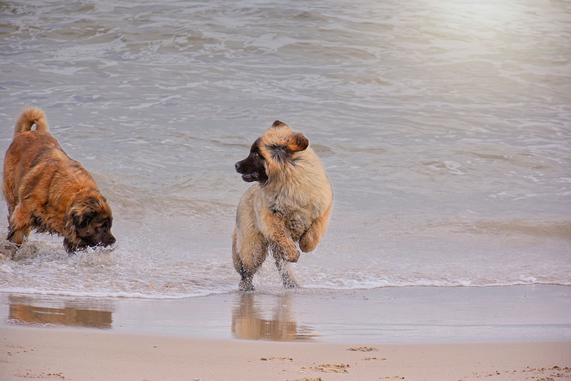 Two shaggy, light brown dogs playing in the shallow water along a sandy beach.