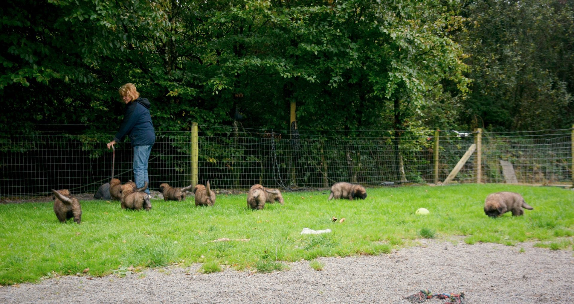 A person tending to a group of brown animals in a grassy enclosure, next to a fence and trees.