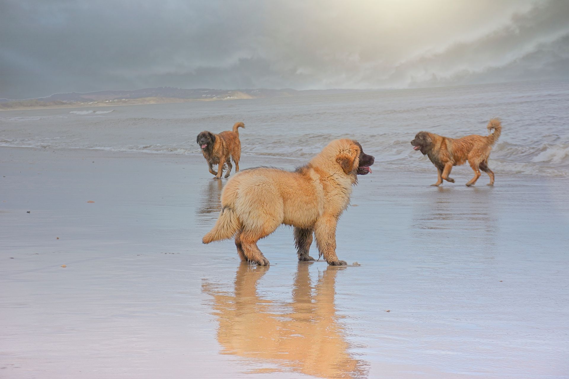 Three dogs run and play on a wet, reflective sandy beach under a dramatic, cloudy sky.