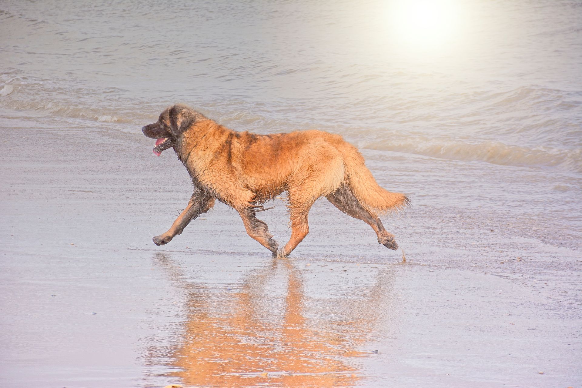 A golden dog runs across a wet, sandy beach, its reflection visible in the shallow water.