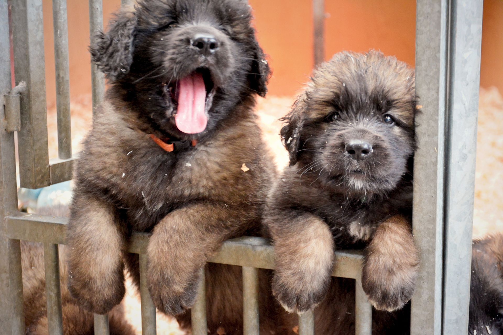 Two fluffy brown puppies in a gated enclosure. One yawns, the other looks forward.