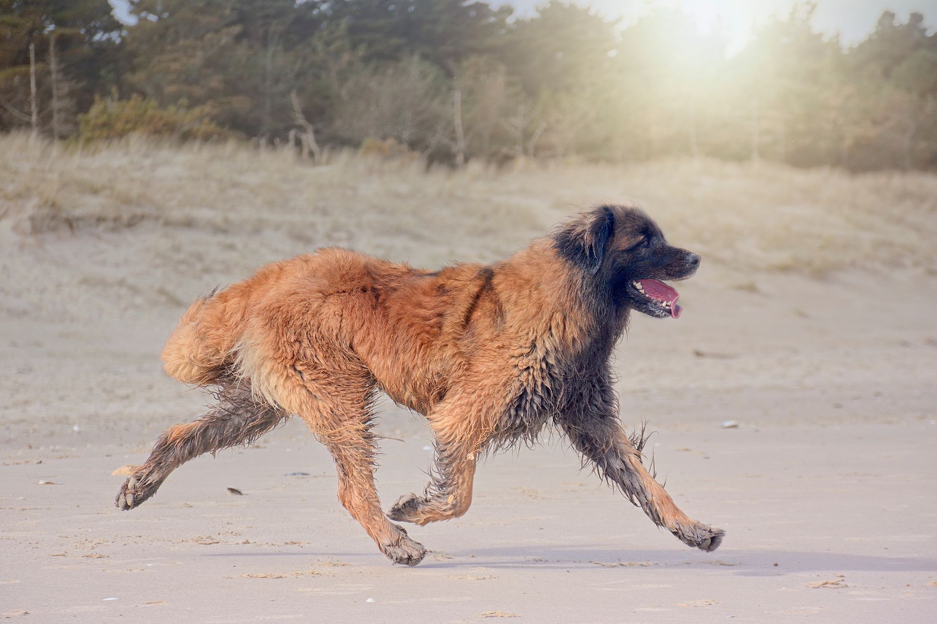 A wet, brown, medium-to-large dog running across a sandy beach with pine trees in the background.