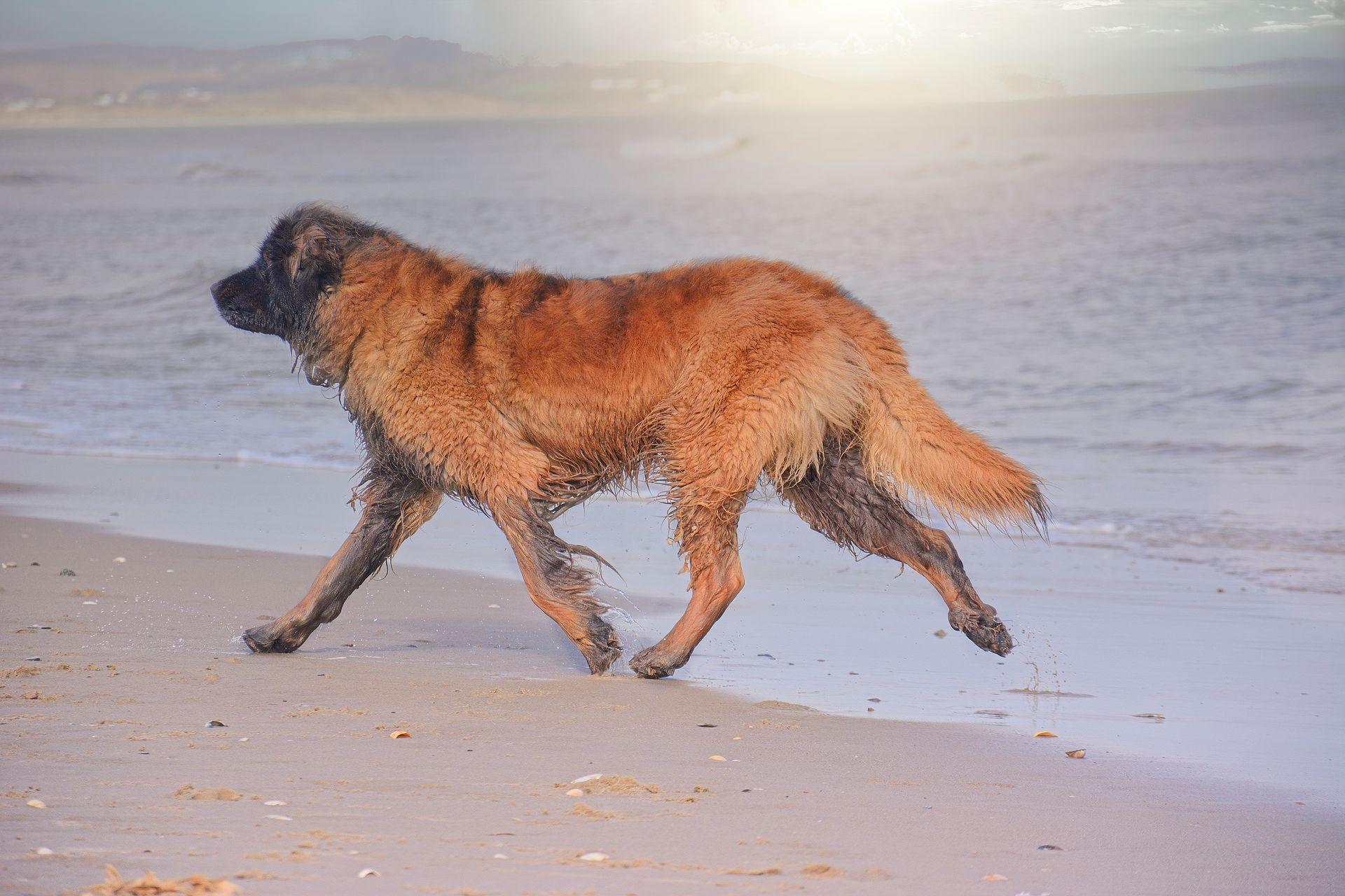 A golden Leonberger dog trots along the wet sand of a beach at the water's edge.