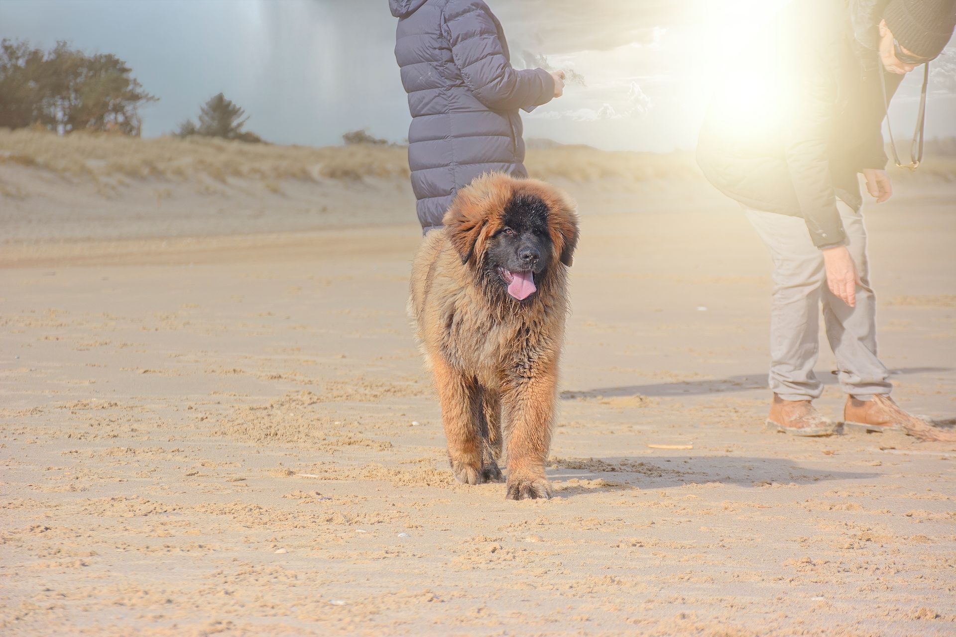 A fluffy brown and black dog with its tongue out stands on a sandy beach near two people, with bright sunlight above.