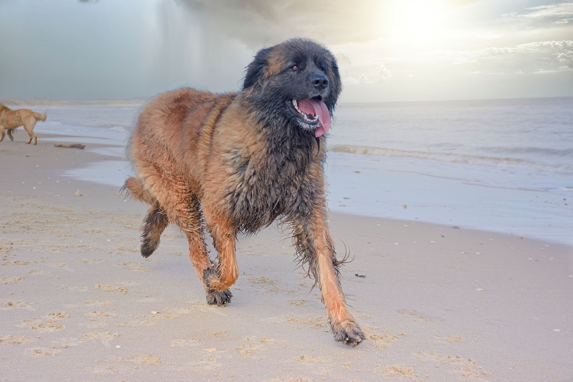 A wet, fluffy brown dog runs joyfully along a sandy beach with the ocean and bright sun in the background.