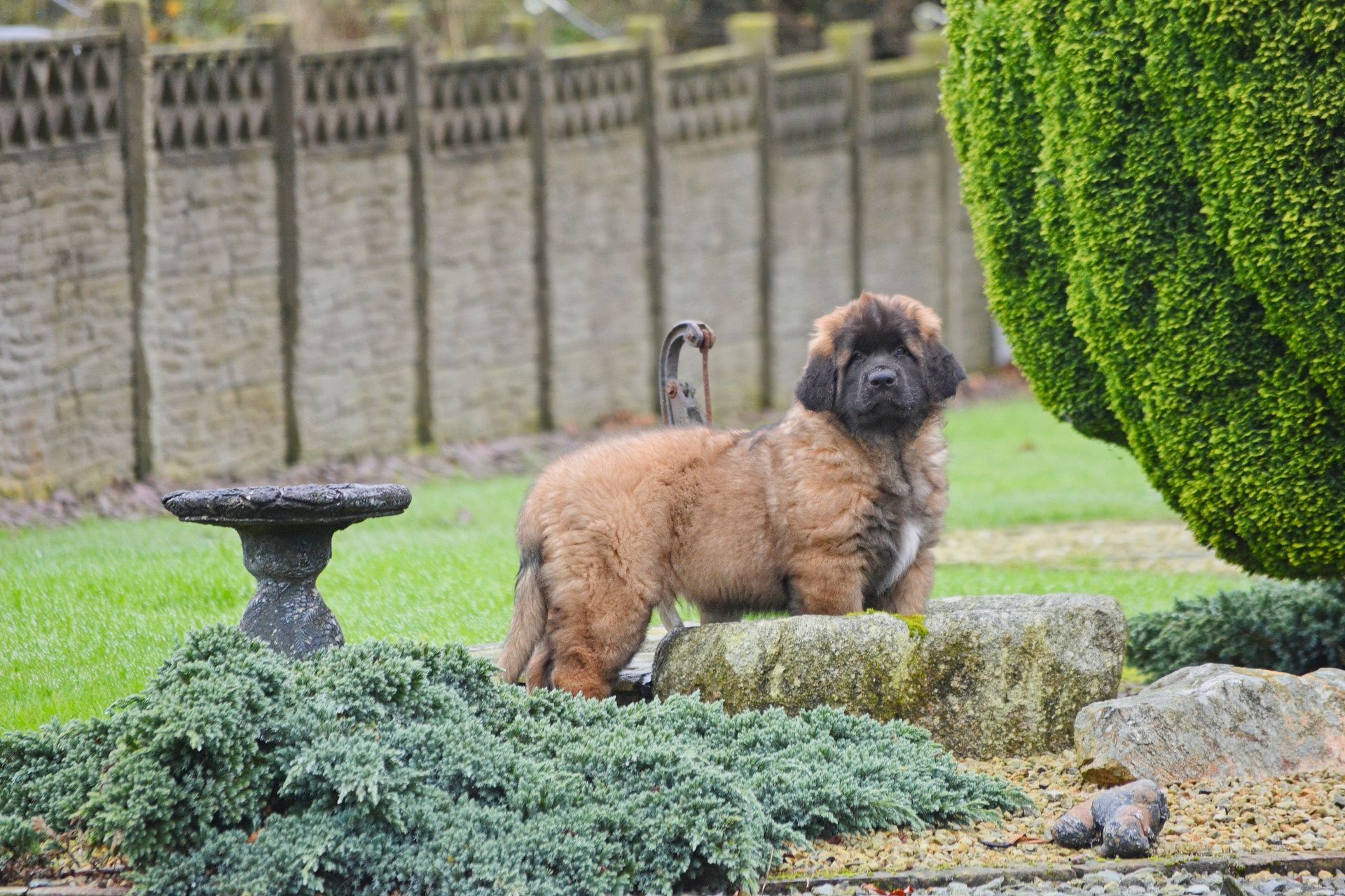 Brown dog standing on rocks in a garden, with greenery and a stone fence in the background.
