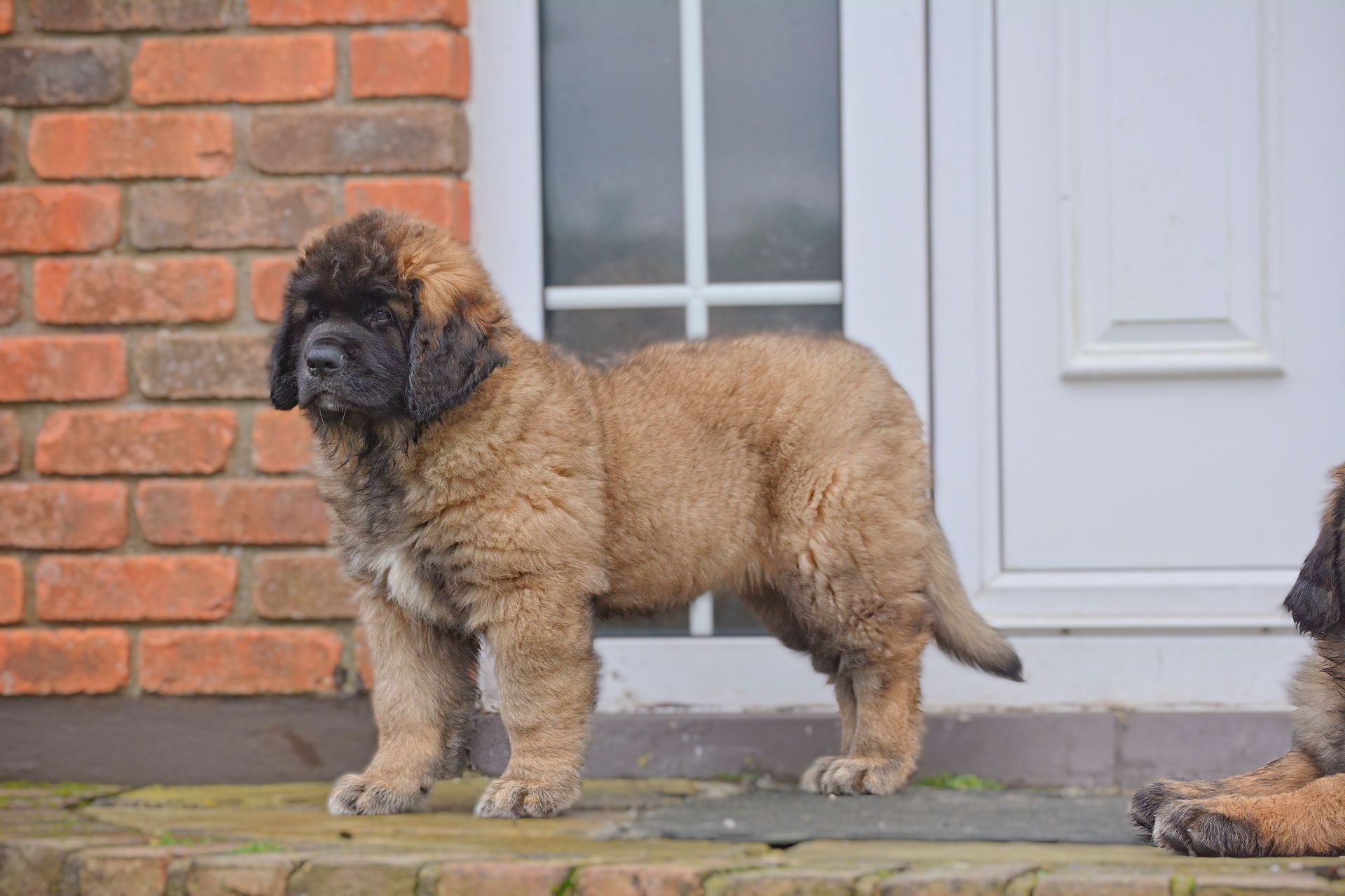 A puppy is standing in front of a brick building.