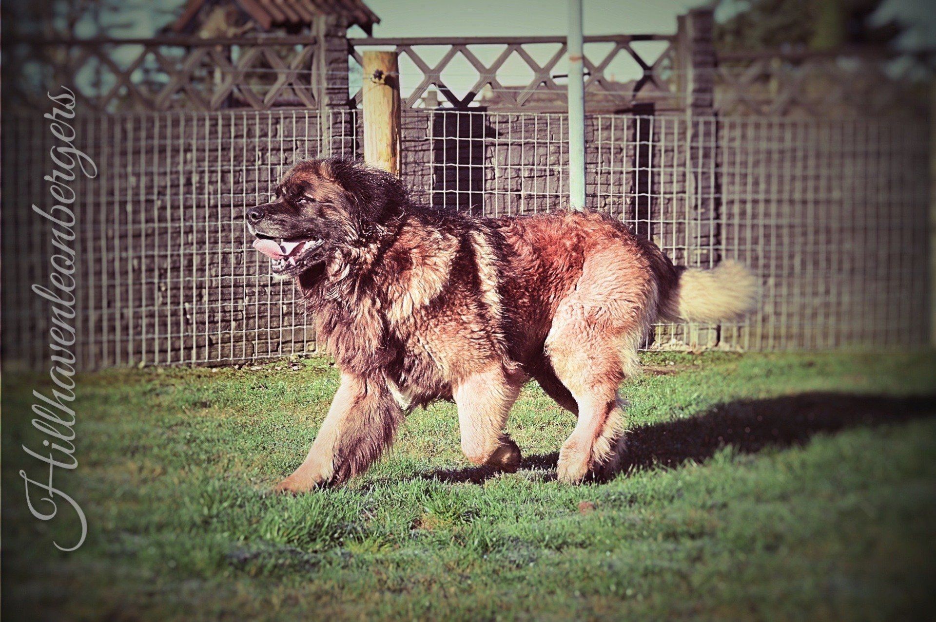 Hillhavenleonbergers leonbergers