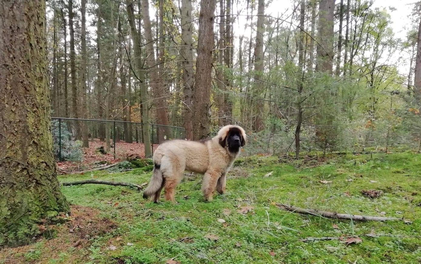 Hillhavenleonbergers leonbergers