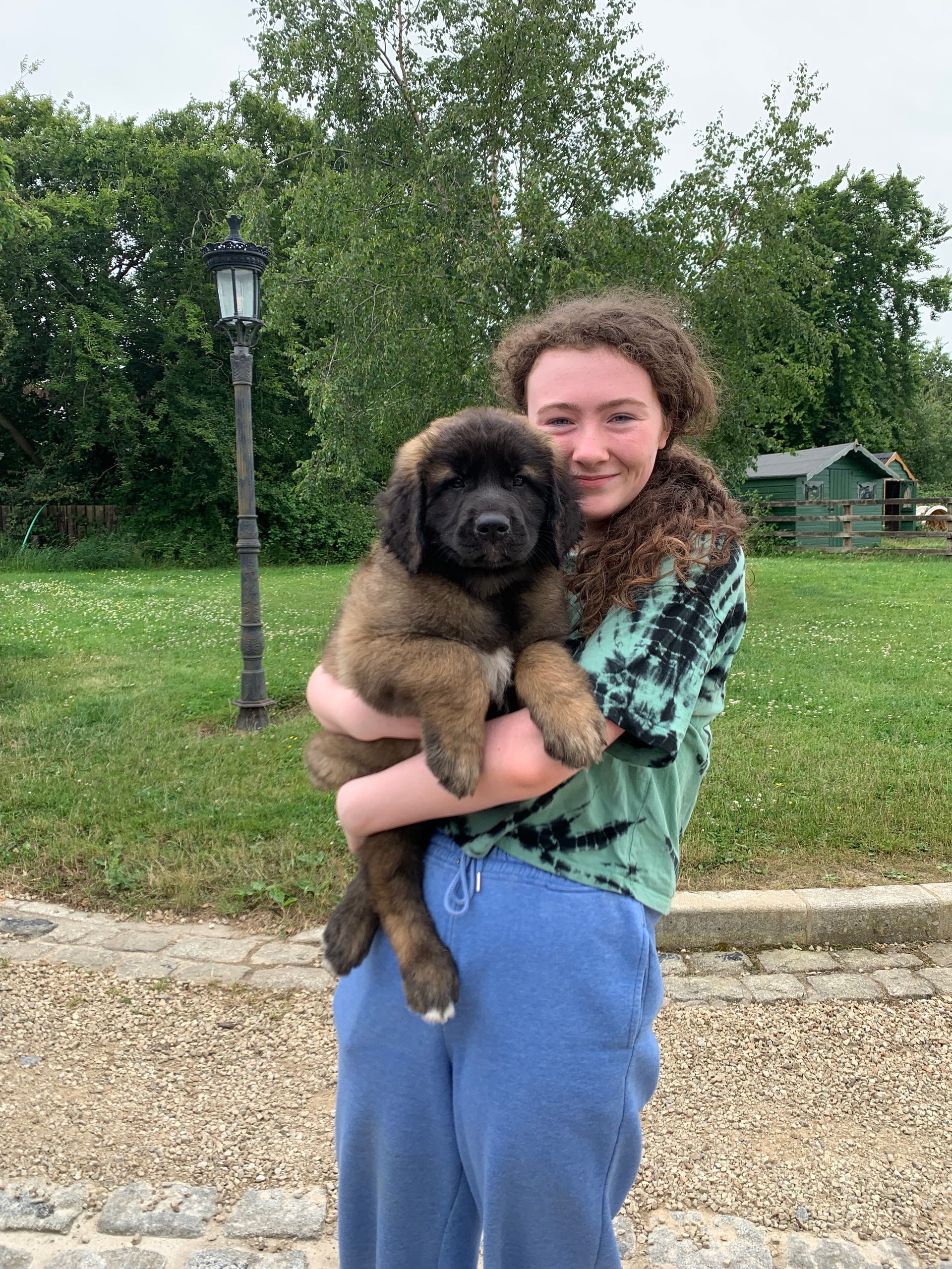 Hillhavenleonbergers leonbergers