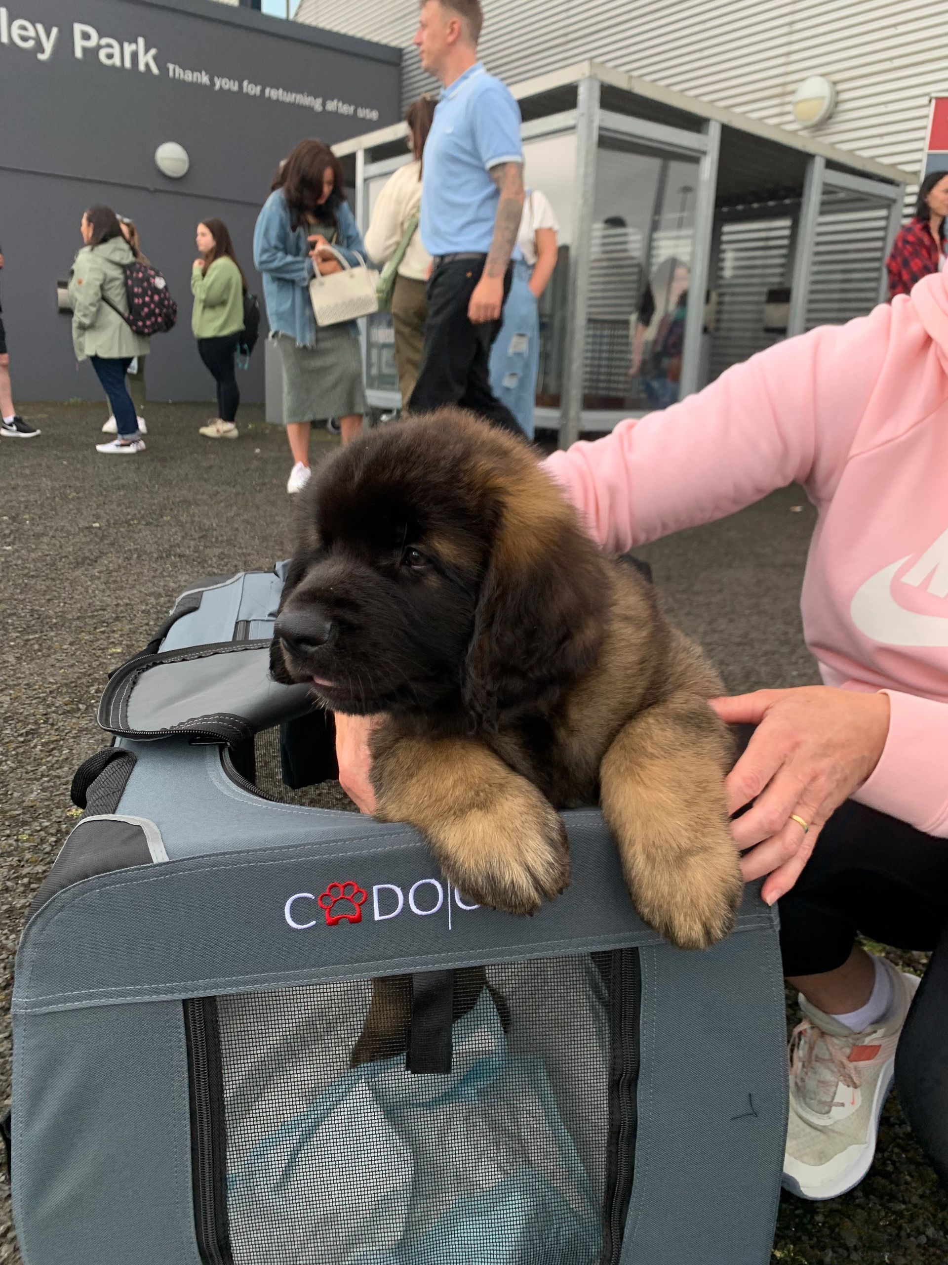 Hillhavenleonbergers leonbergers